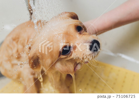 bathing the dog in the pomeranian dog hairdresser. 75106725