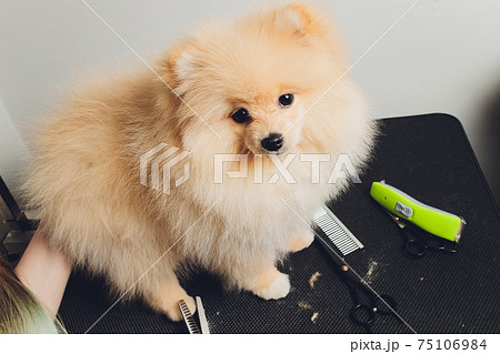 professional groomer trimming long-haried dog paws, animal foot care cuting fur. 75106984