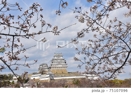 日本の兵庫県の姫路市 世界遺産で国宝でもある姫路城 春の桜と立派な天守閣 日本の兵庫県の姫路市 世界遺産で国宝でもある姫路城 春の桜と立派な天守閣 75107096