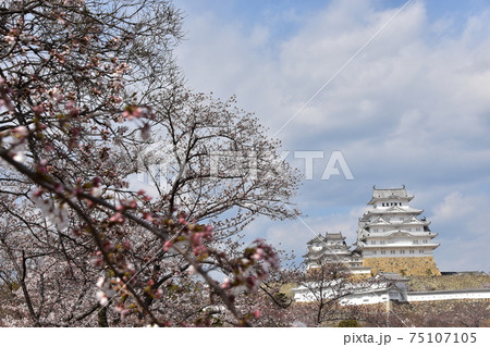 日本の兵庫県の姫路市 世界遺産で国宝でもある姫路城 春の桜と立派な天守閣 日本の兵庫県の姫路市 世界遺産で国宝でもある姫路城 春の桜と立派な天守閣 75107105