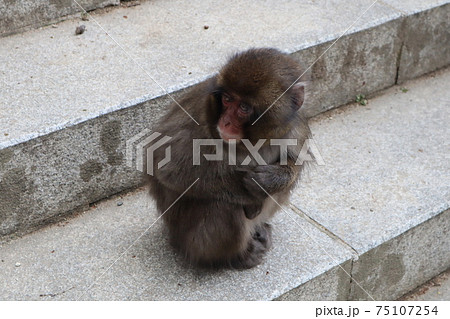 子猿_高崎山 75107254