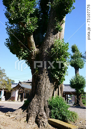 1679 永福寺のイチョウ 1679 永福寺のイチョウ 75107776
