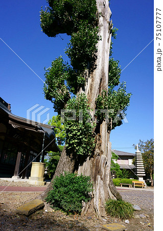 1678 永福寺のイチョウ 1678 永福寺のイチョウ 75107777