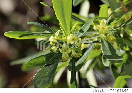 オニシバリの花 オニシバリの花 75107840
