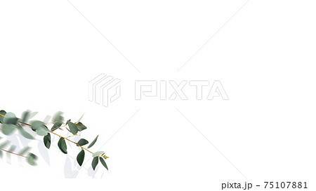 ユーカリの枝をあしらった白い背景 複数のバリエーションがありますのイラスト素材