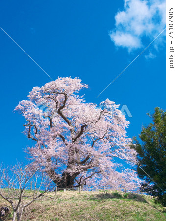 一本桜 - 塩ノ崎の大桜(2020年) 一本桜 - 塩ノ崎の大桜(2020年) 75107905