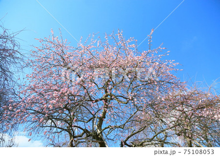 梅の花 ピンクの枝垂れ梅 梅の花 ピンクの枝垂れ梅 75108053