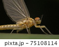 珍しい昆虫 75108114