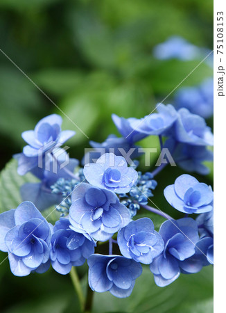 アジサイ フェアリーアイ 花の写真素材