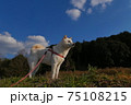 青空と日本犬 75108215