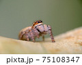かわいいハエトリグモ 75108347