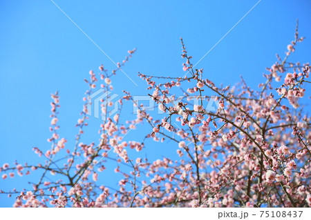 梅の花　ピンクの枝垂れ梅 75108437
