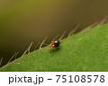 マルトビムシの散歩 75108578