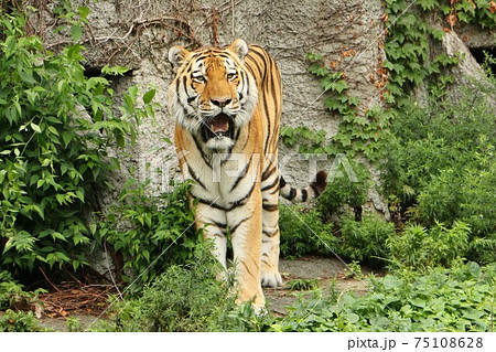 大阪天王寺動物園で暮らすトラ 75108628
