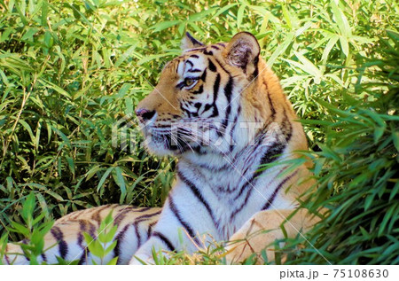 密林の王者 75108630