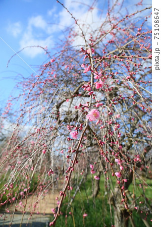 梅の花 ピンクの枝垂れ梅 梅の花 ピンクの枝垂れ梅 75108647