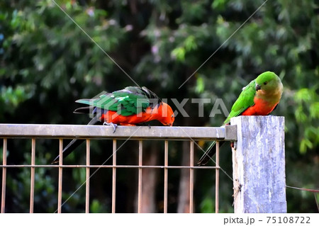 Two king parrots flirting with each other on a fence Two king parrots flirting with each other on a fence 75108722
