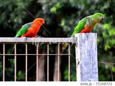 Two king parrots flirting with each other on a fence Two king parrots flirting with each other on a fence 75108723