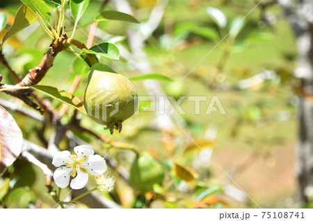 Two pears growing on a pear tree Two pears growing on a pear tree 75108741
