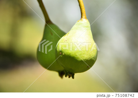 Two pears growing on a pear tree Two pears growing on a pear tree 75108742