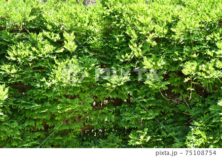 A large hedge of wisteria 75108754