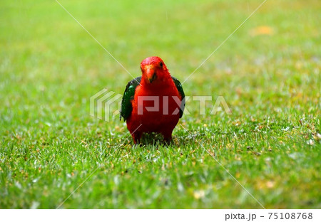 A single male King Parrot in the rain on grass A single male King Parrot in the rain on grass 75108768
