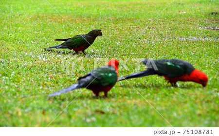 Female and male King Parrots in the rain on grass Female and male King Parrots in the rain on grass 75108781