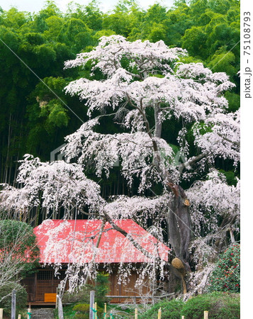 一本桜 - 雪村庵の雪村桜 (2020年) 一本桜 - 雪村庵の雪村桜 (2020年) 75108793
