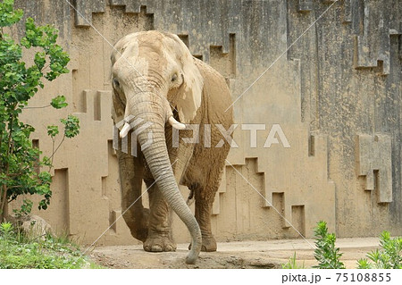 アフリカゾウ 陸上最強の動物の写真素材