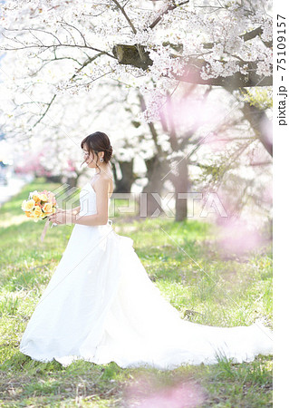 満開の桜 桜の背景 ウエディング 日本人の花嫁のポートレート 新婦 結婚式前撮り写真の写真素材