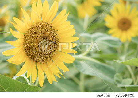 ヒマワリ ヒマワリ 75109409
