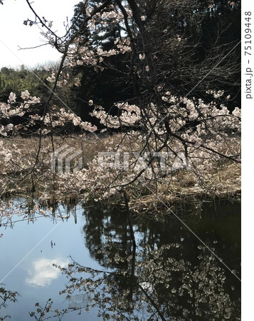 桜の花ソメイヨシノ 75109448