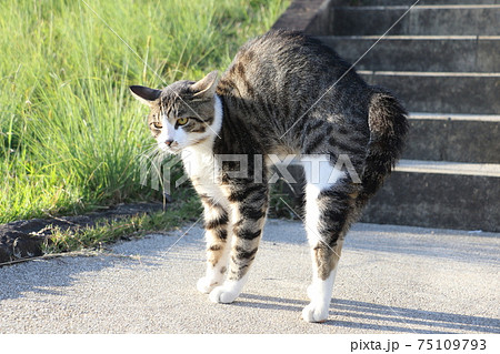 背伸びをするネコ 75109793