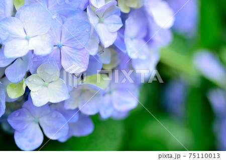 雨上がりの紫陽花 75110013
