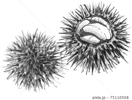鮮度の良いウニ1 75110508