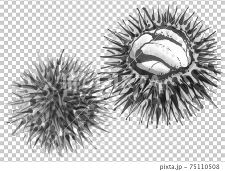 Fresh sea urchin 1 Fresh sea urchin 1 75110508