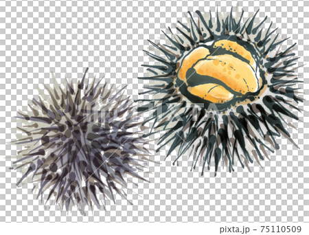Fresh sea urchin 2 Fresh sea urchin 2 75110509