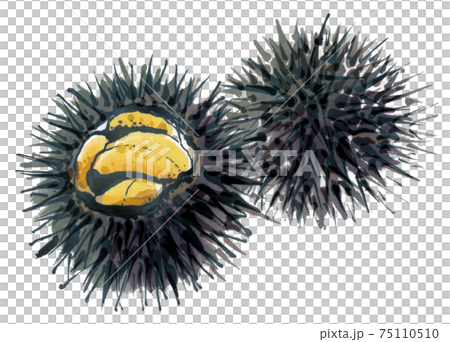 Fresh sea urchin 3 75110510