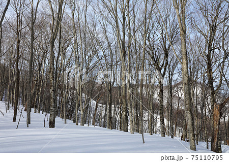 雪景色のブナの森に春の兆し-癒しの森 福島県只見町 雪景色のブナの森に春の兆し-癒しの森 福島県只見町 75110795