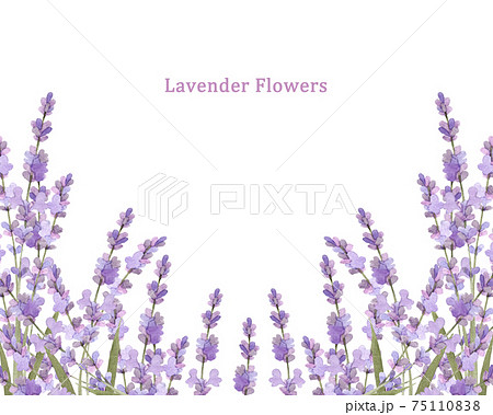 水彩のラベンダーのフレームのイラスト素材