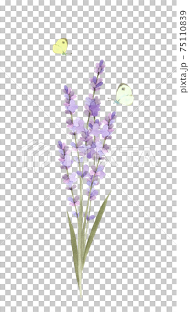 Lavender and butterflies watercolor illustration 75110839