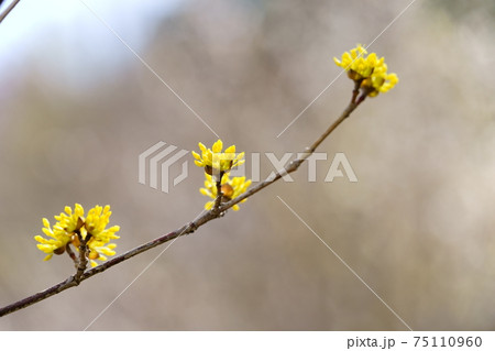 早春の黄色花・サンシュユ1 75110960
