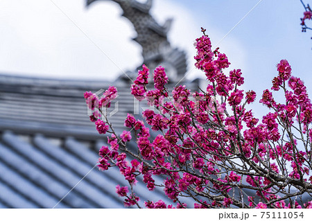 白石城 大手二ノ御門と梅の花　宮城県白石市 75111054