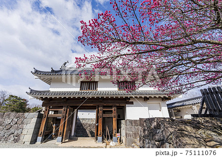 白石城 大手二ノ御門と梅の花 宮城県白石市 白石城 大手二ノ御門と梅の花 宮城県白石市 75111076