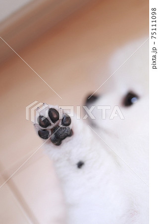 愛犬ポメラニアンの肉球 75111098
