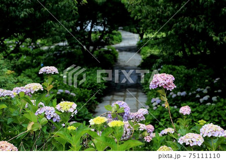 紫陽花の里：根尾路・2（岐阜県本巣市佐原） 75111110