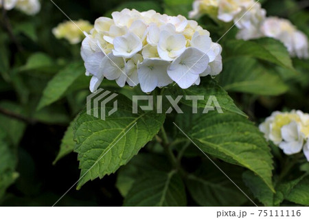 紫陽花の里：根尾路・8（岐阜県本巣市佐原） 75111116