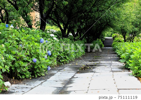 紫陽花の里：根尾路・11（岐阜県本巣市佐原） 75111119