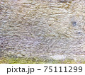 Wood texture background surface old natural pattern 75111299