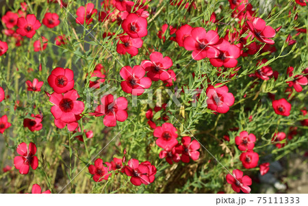 赤いアマの花の写真素材